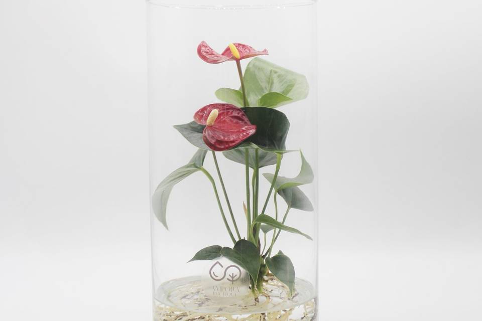 Anthurium in idroponica