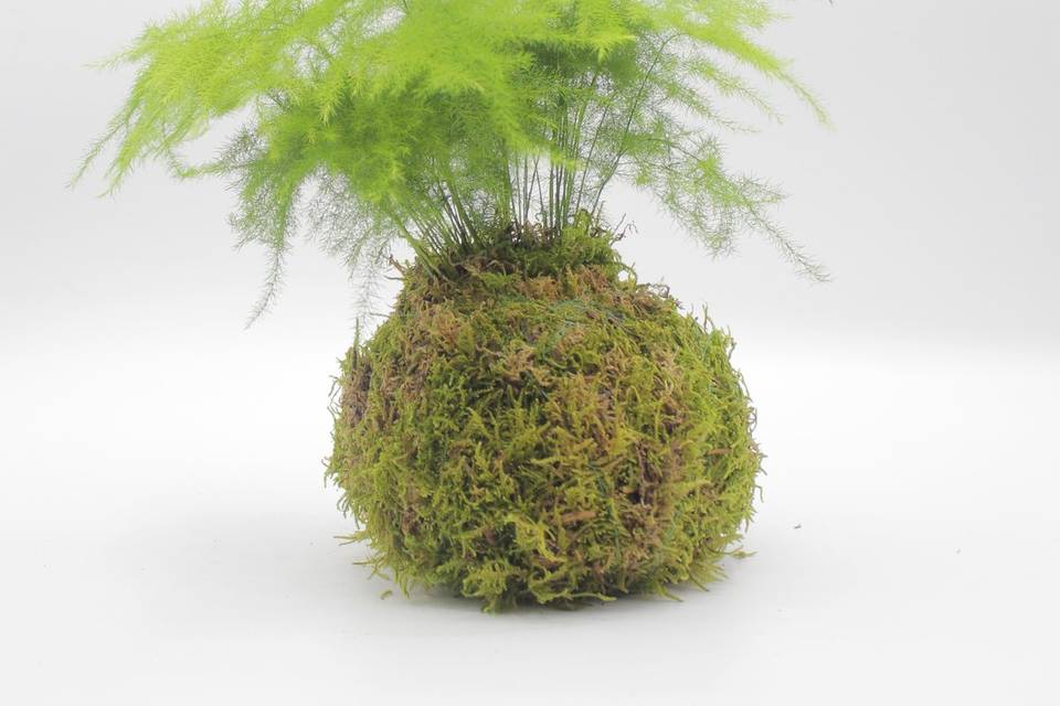 Kokedama Asparagus