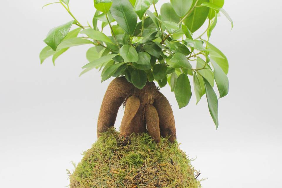 Kokedama Ficus Ginseng