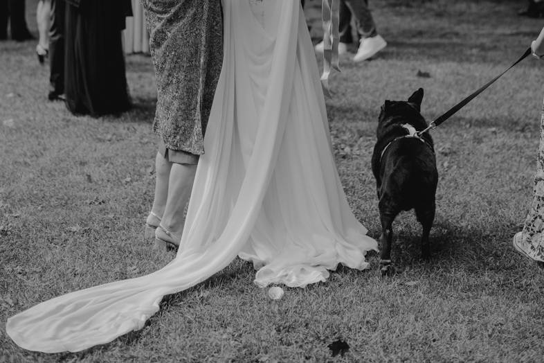 Wedding dog sitting
