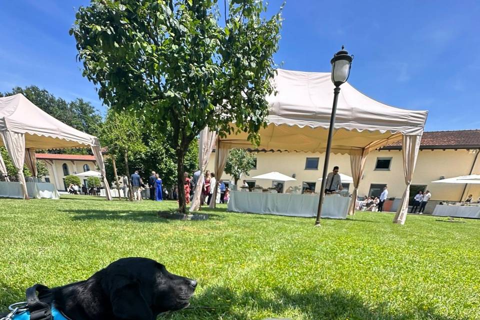 Asilo Dog's Way