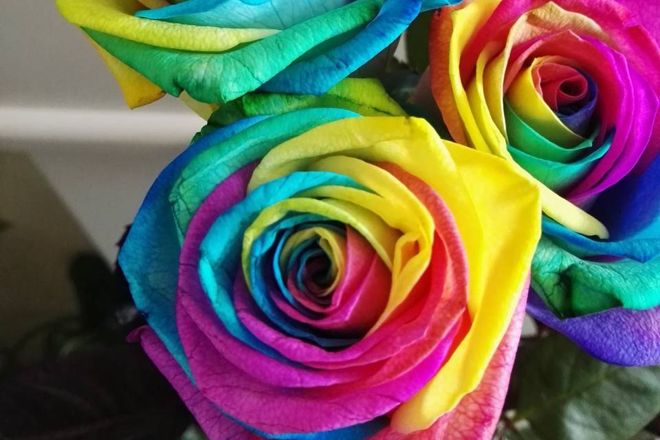 Rosa arcobaleno