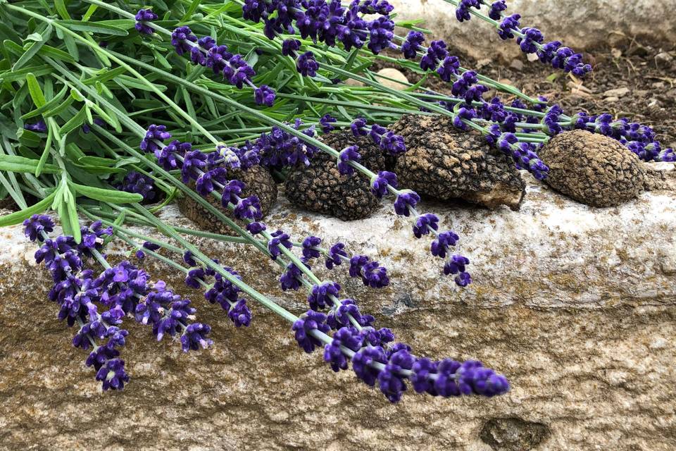 Lavander