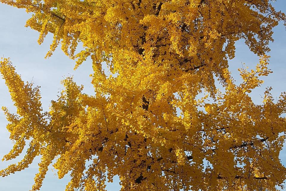 La Ginko Biloba