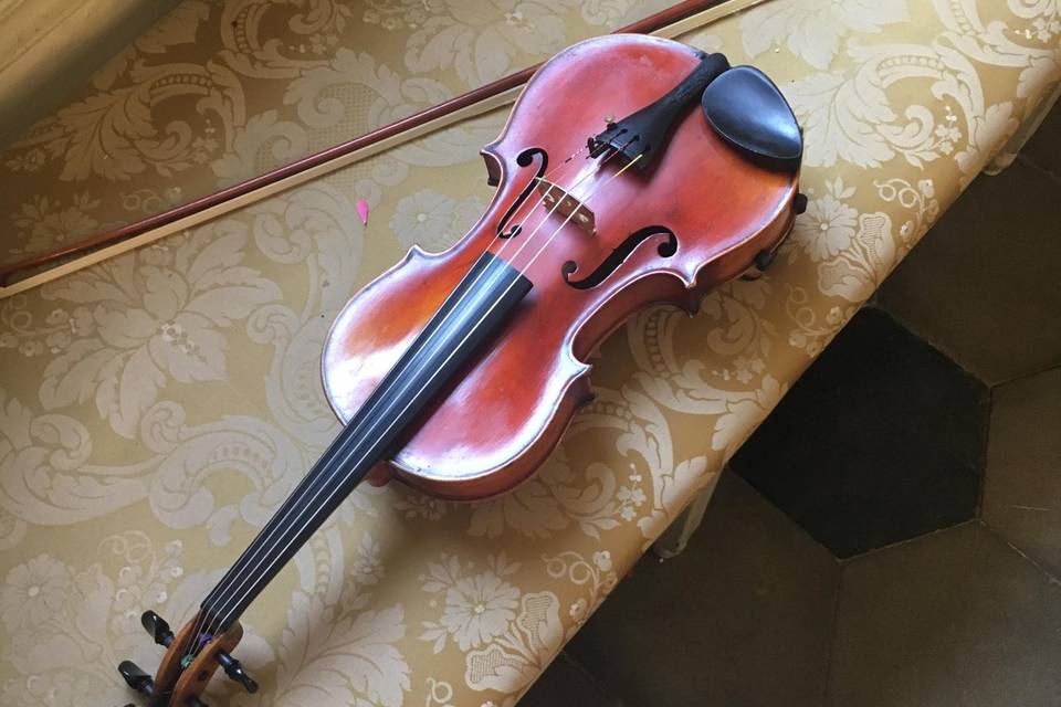 Violino