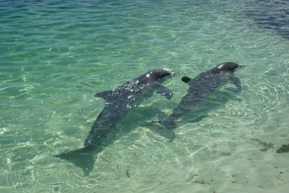 Cayo largo