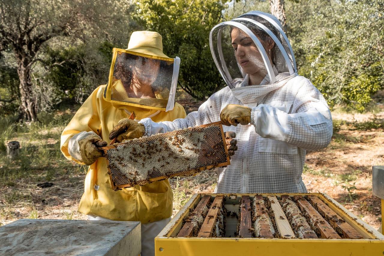 Mieli dall'Agro di Vecchione Paola - Consulta la disponibilità e i