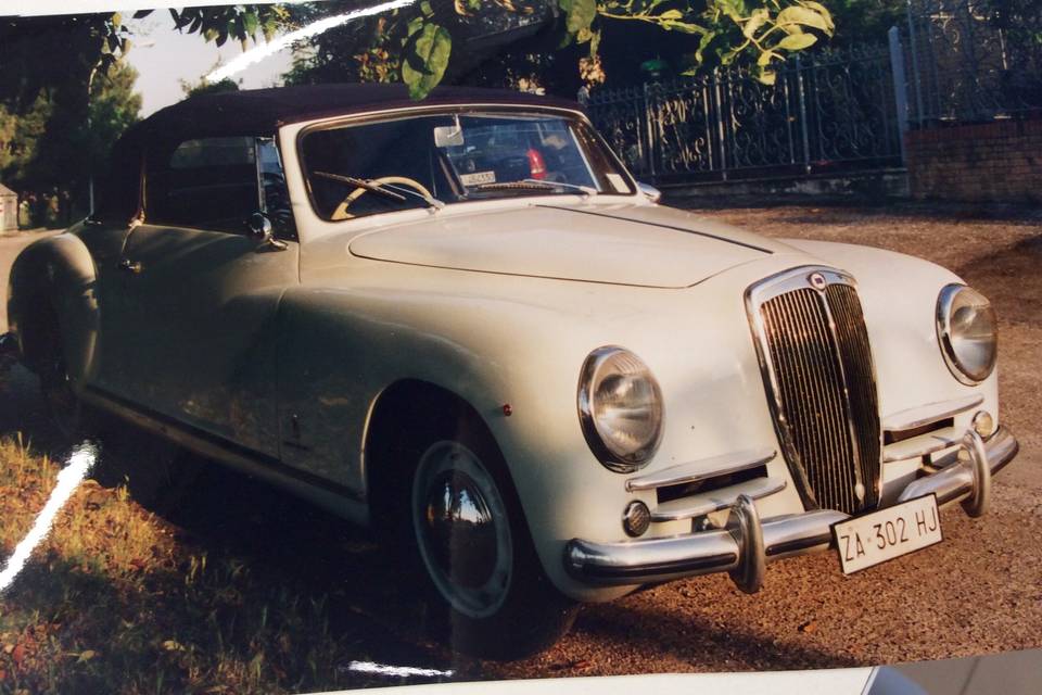 Aurelia cabrio  b50