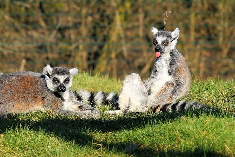 Lemuri