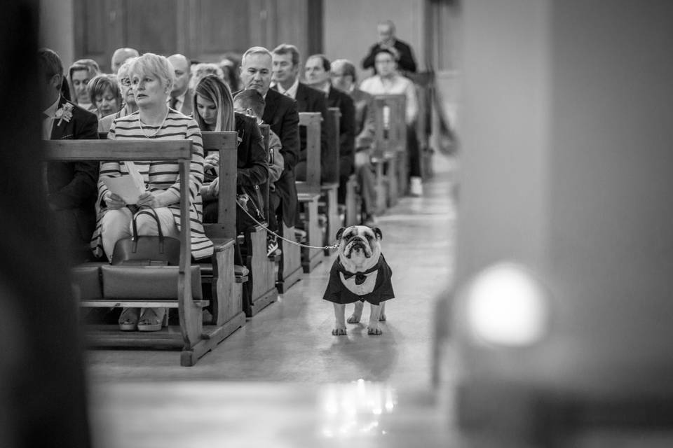 English bull dog wedding