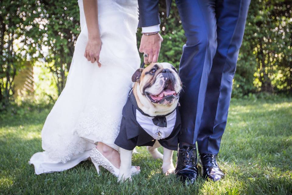 English bull dog wedding