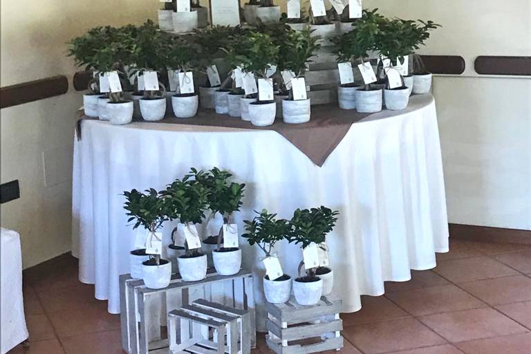 Bomboniere Bonsai