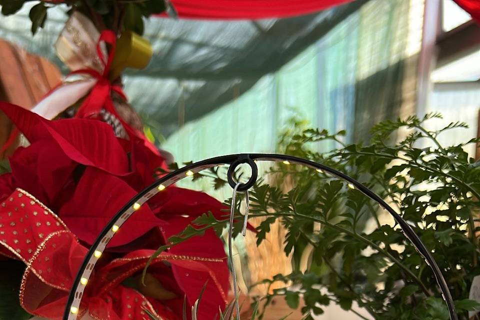 Bomboniera tillandsia