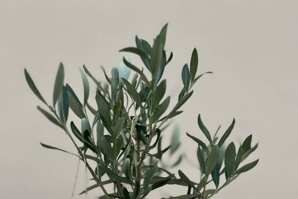 Bomboniera bonsai ulivo
