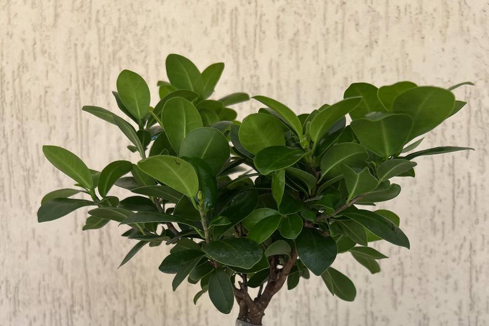 Bomboniera bonsai ficus ginsen