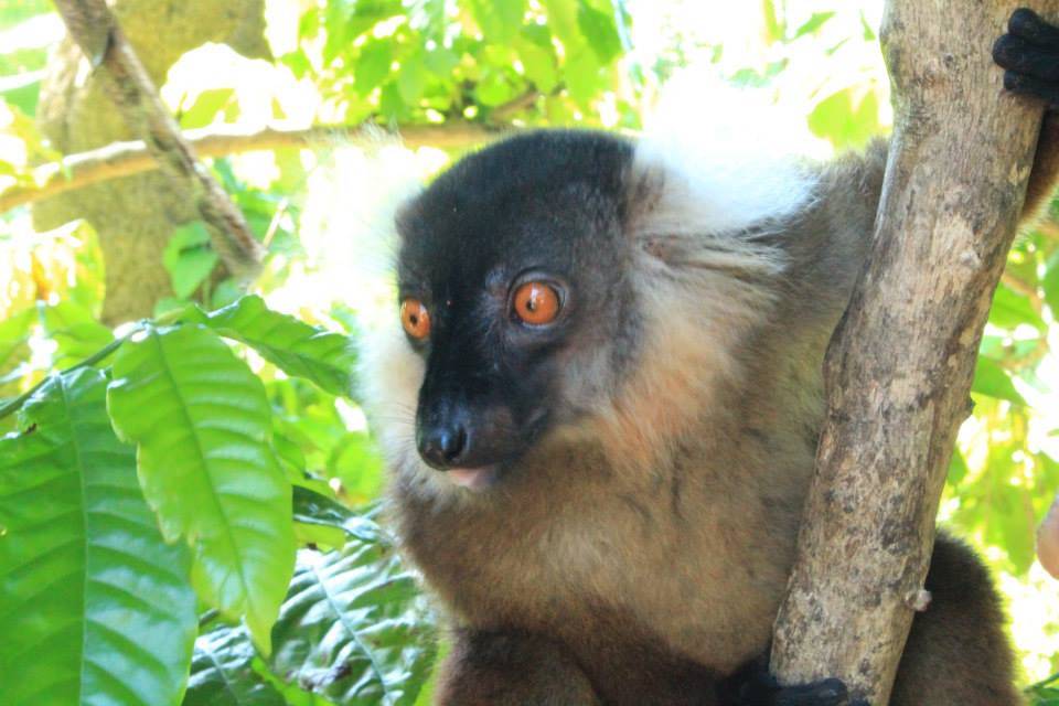 Madagascar - Lemuri