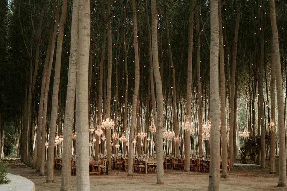 Matrimonio nel bosco