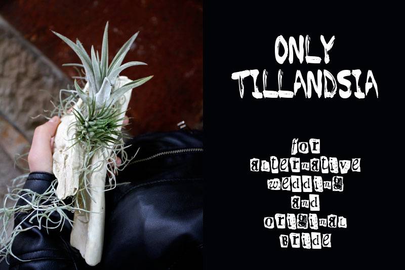 Only tillandsia