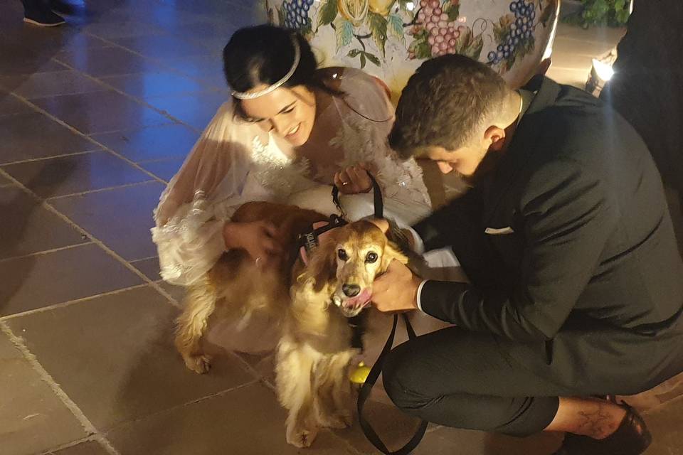 Il tuo cane al tuo matrimonio