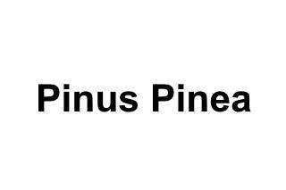 Pinus Pinea