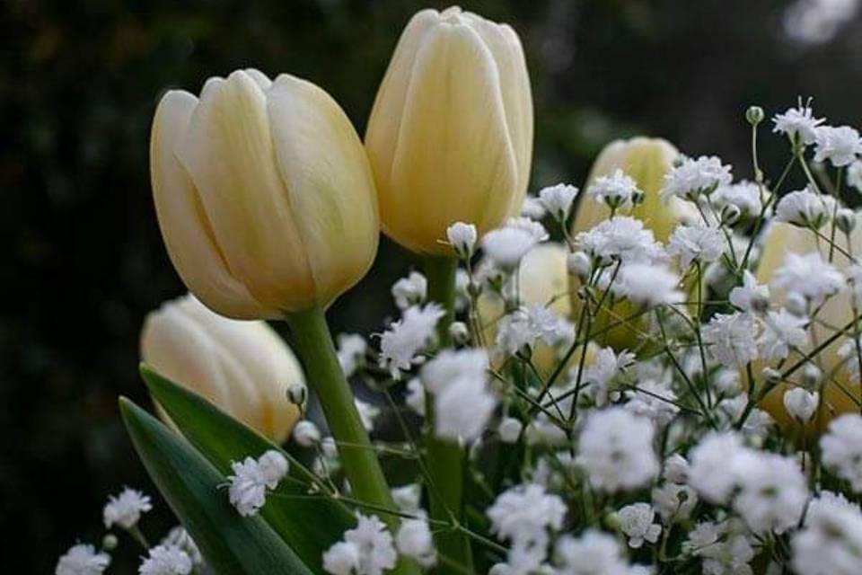 Tulipani