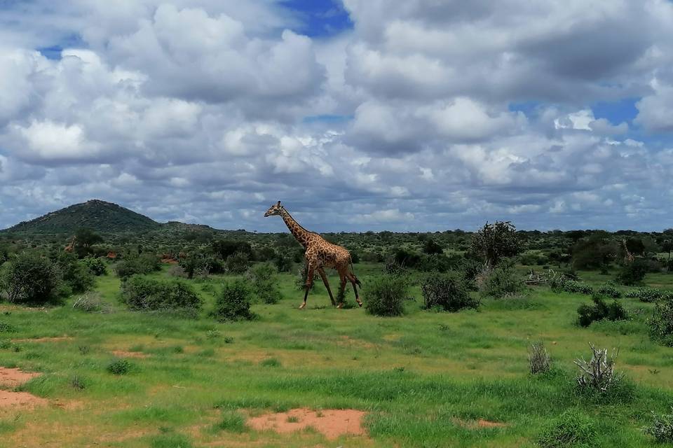 Tsavo est kenya