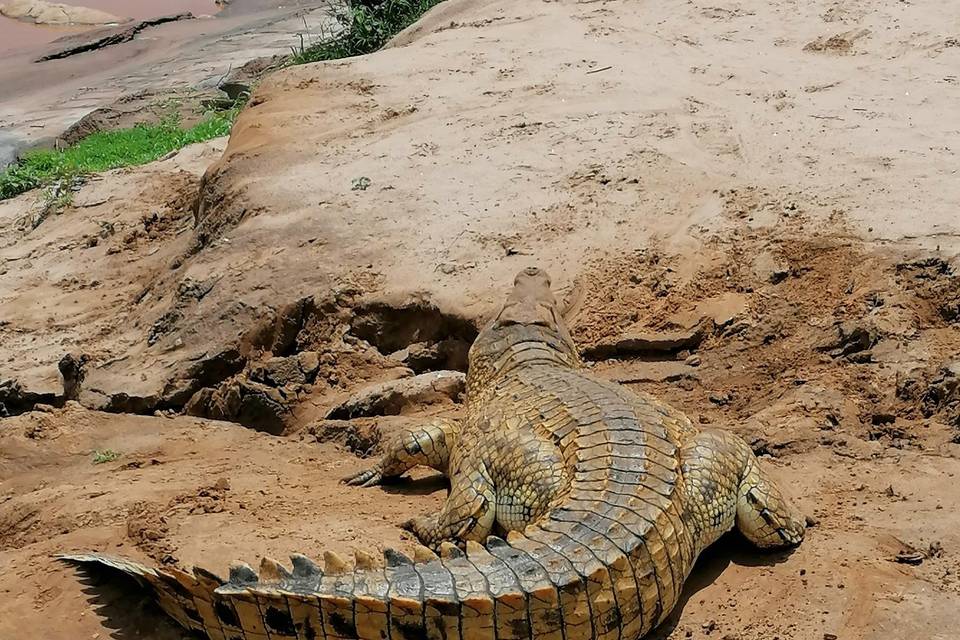 Tsavo est kenya