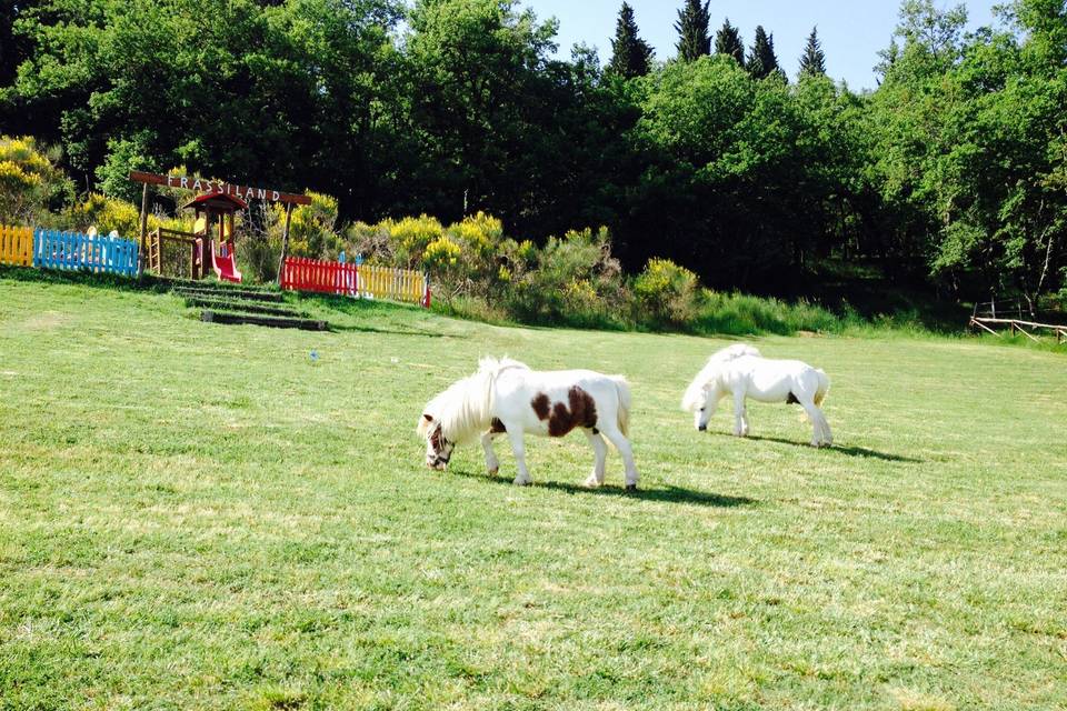 Pony in libertà