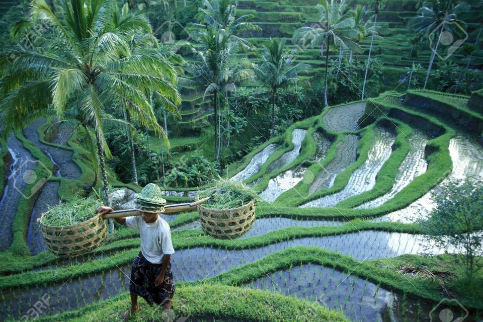 Ubud - Bali