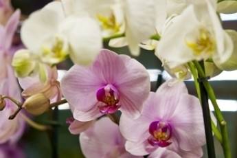 Orchidee