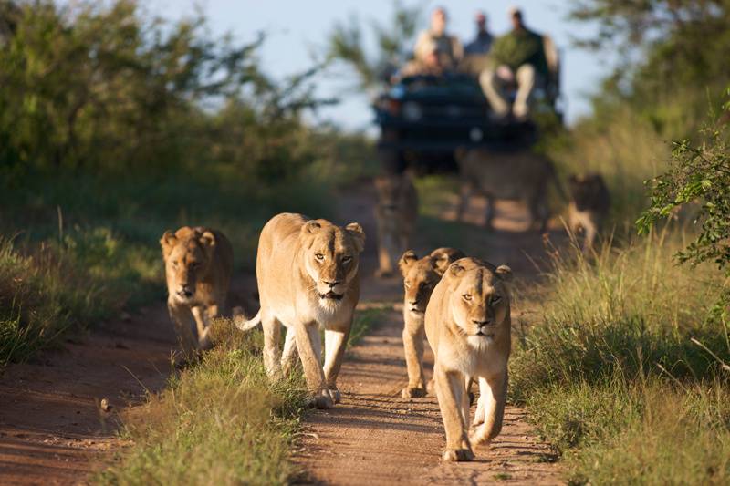 Safari in Sud Africa