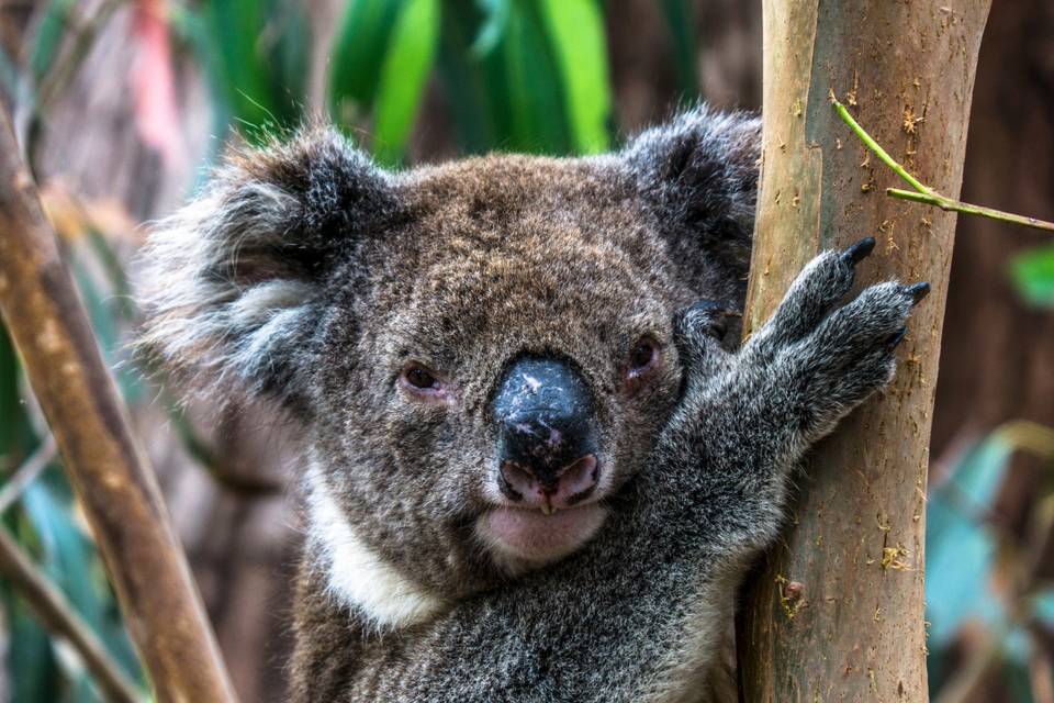 Koala - Australia - Tapas