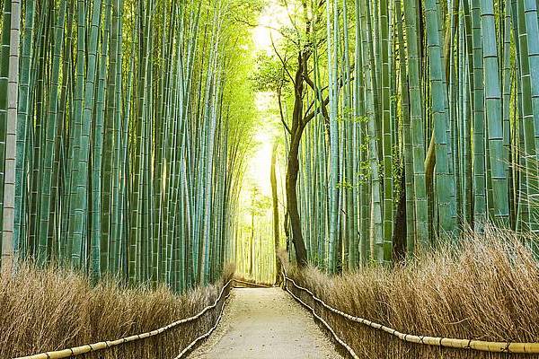 Foresta di Bambu - Kyoto