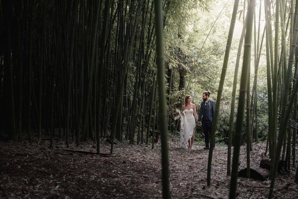 Bamboo forest