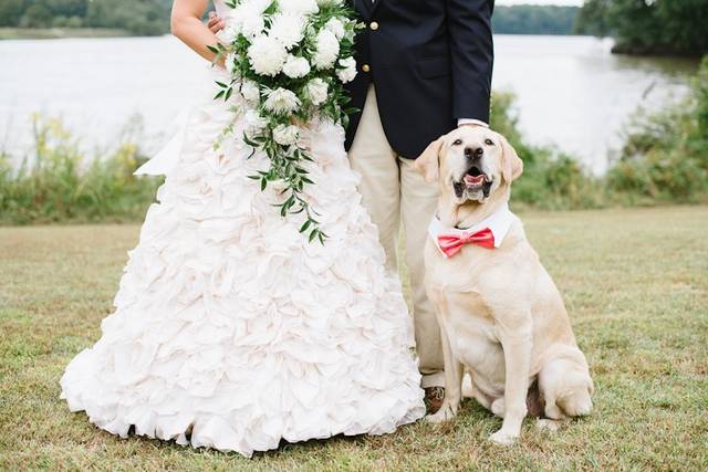 Dog Passion - Wedding dog sitter
