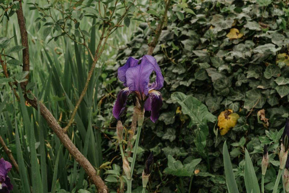 Parco Iris Appia Antica