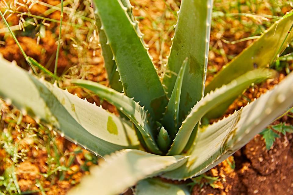 La pianta di Aloe Barbadiensis