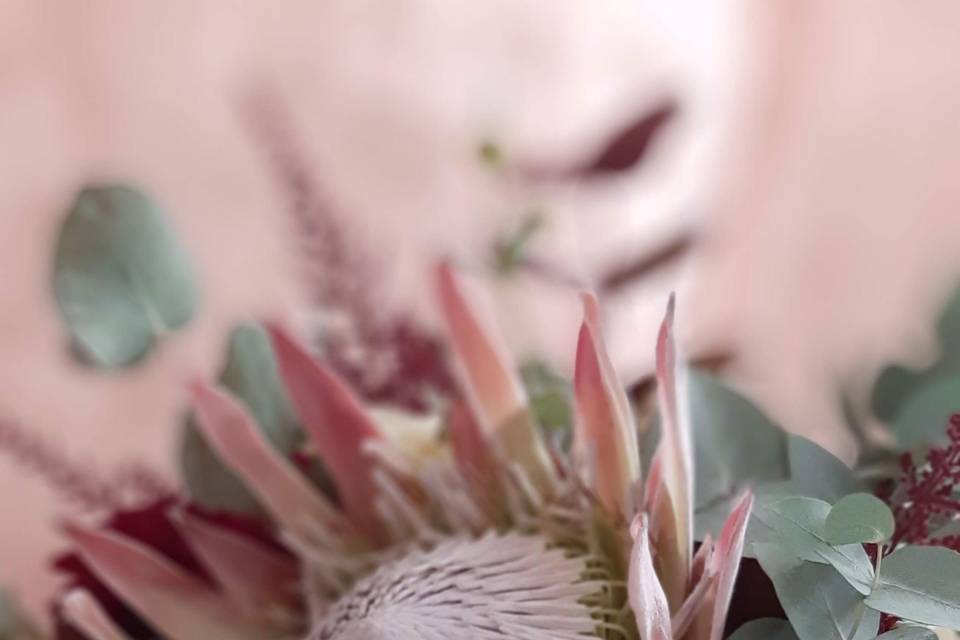 Protea