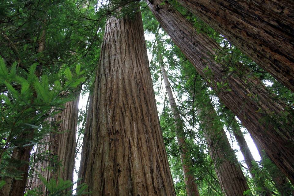 California, sequoie giganti